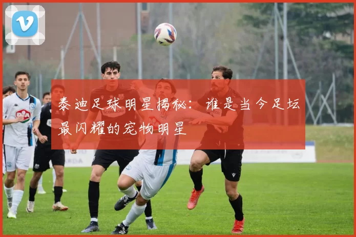 泰迪足球明星揭秘：谁是当今足坛最闪耀的宠物明星